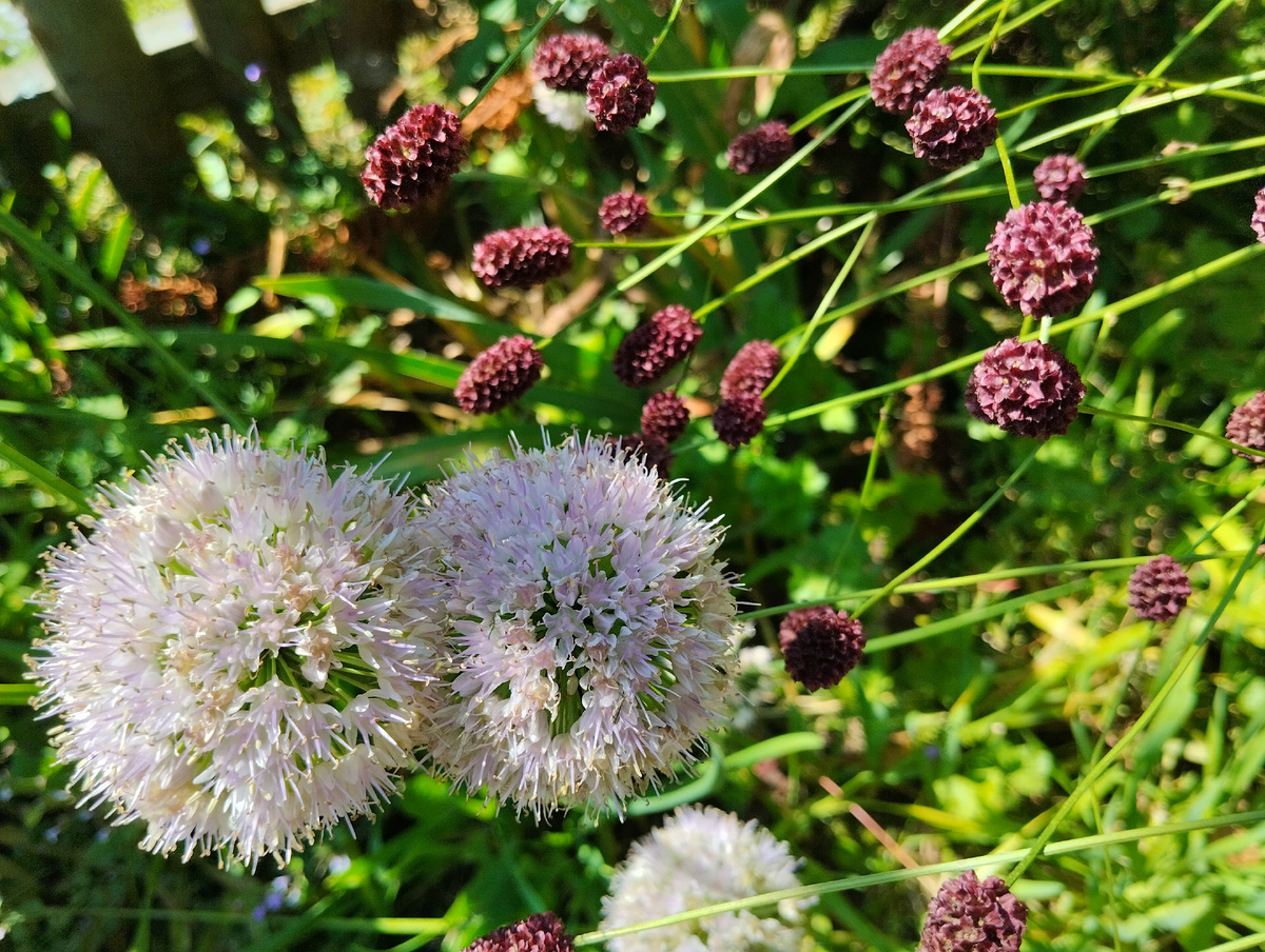 Лук-слизун и кровохлебка