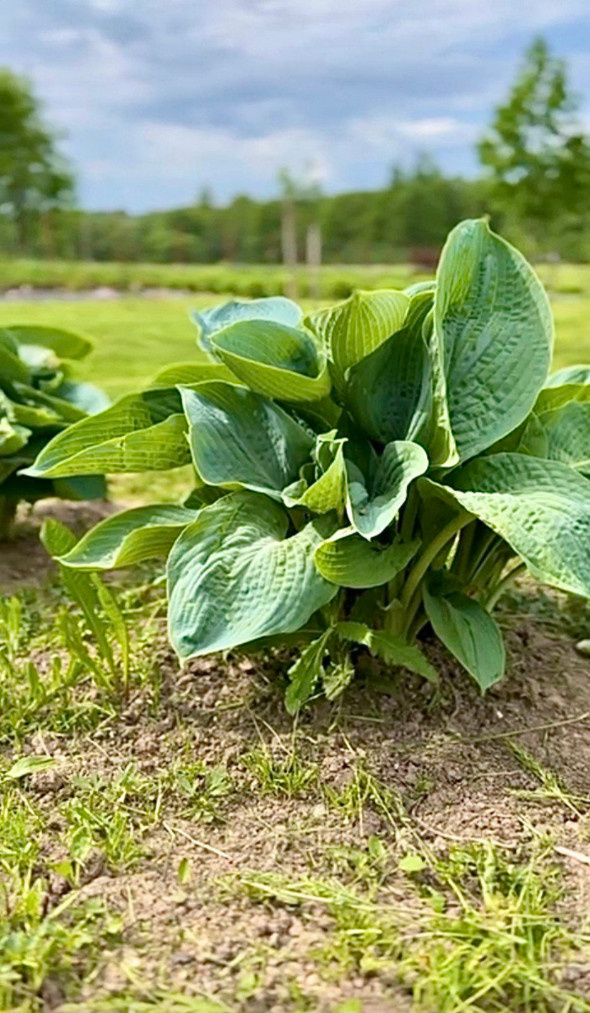 Голубая хоста в начале июня