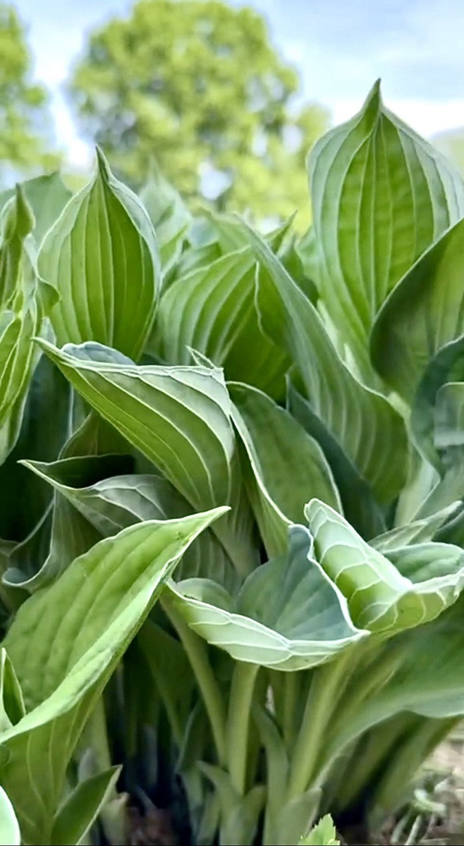 Голубая хоста в начале июня