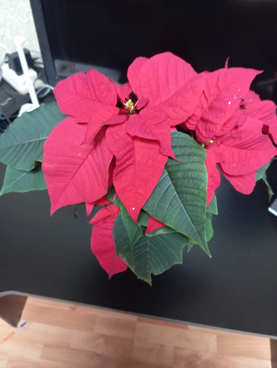 Моя прелесть