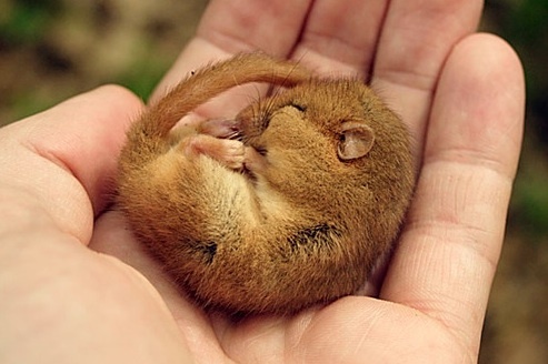 Орешниковая соня. Источник изображения: the-history-girls.blogspot.com/