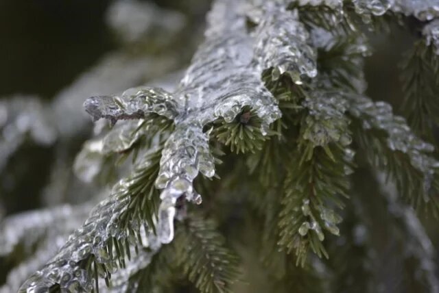    Можно ли срезать еловые или сосновые ветки в лесу или парке на Новый год?