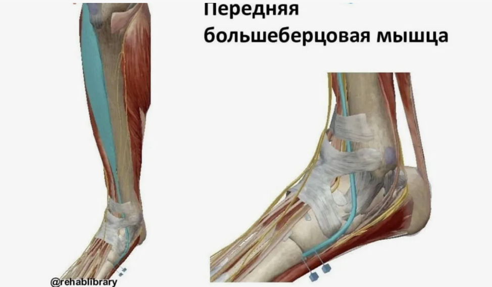 Источник: https://popovichfit.ru/media_gluteal_muscles