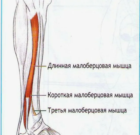 О секретной мышце, которая поможет "крепко стать на ноги"