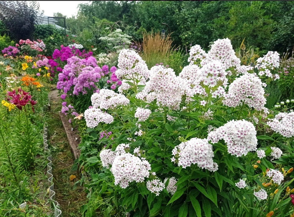 1. На первом плане флокс Щёголь-Щегол селекции О.К. Кудрявцевой. 5 фото, листайте