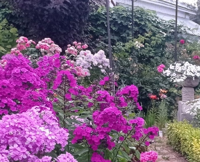 6. Неизвестный поздний флокс