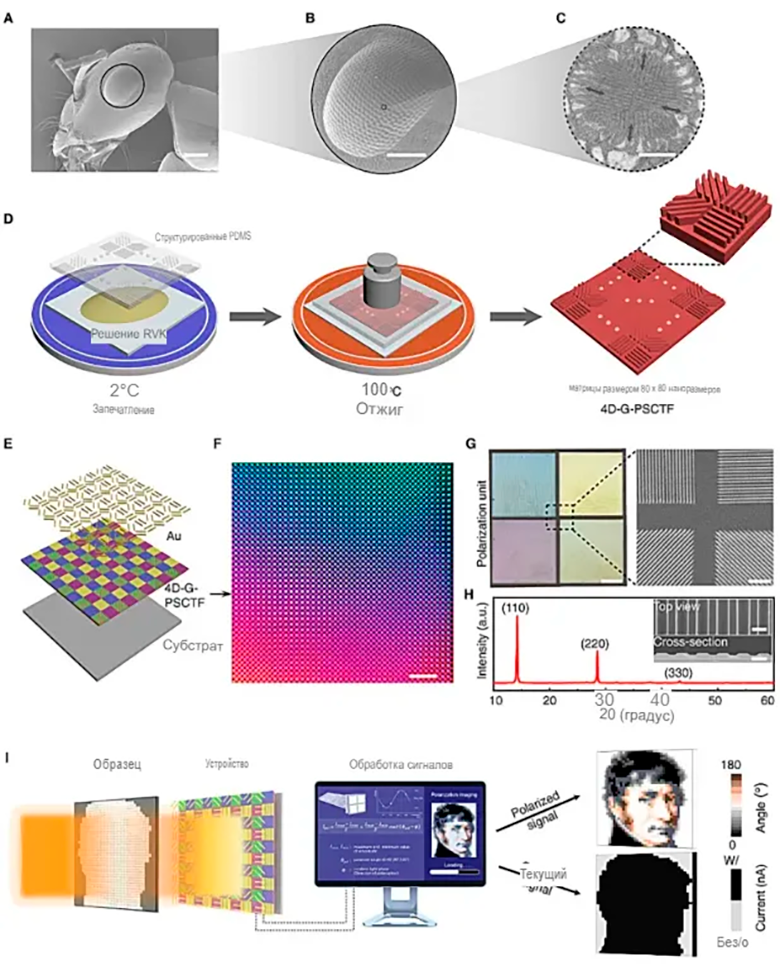 Глаза пустынного муравья вдохновили на создание однократного встроенного pol-PD для поляризационной визуализации. Фото: группа Ли Минчжу.