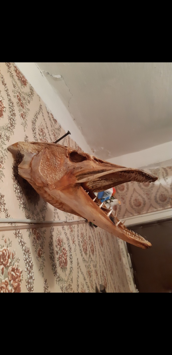 Голова щуки.