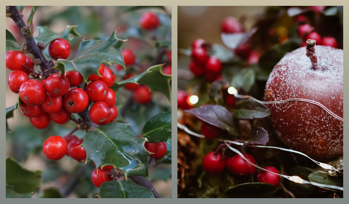 Падуб/pixabay.com