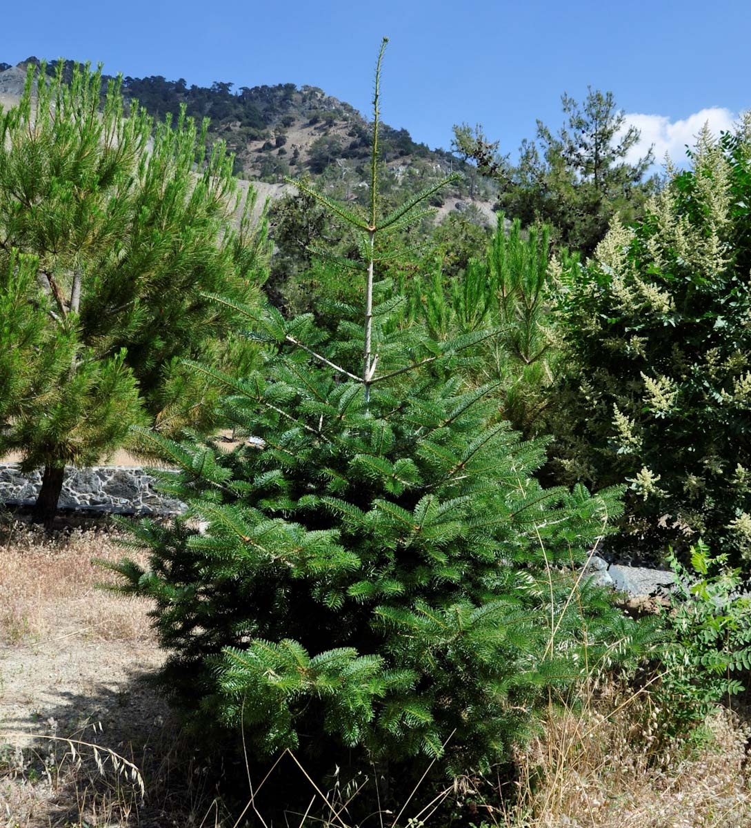 Юная пихта таврическая, она же киликийская (Abies cilicica) в ботаническом саду Троодос (о. Кипр). Автор снимка - Роланд Цандекидис © 2019