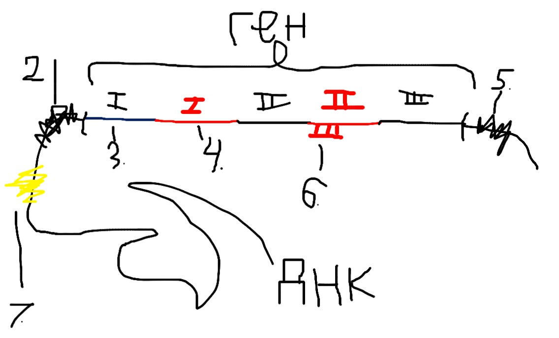 Рис 1. Ген. 1- Регуляторный участок; 2- Промотр; 3- Экзон; 4- Интрон; 5- Терминатор; 6- "Мини" ген 