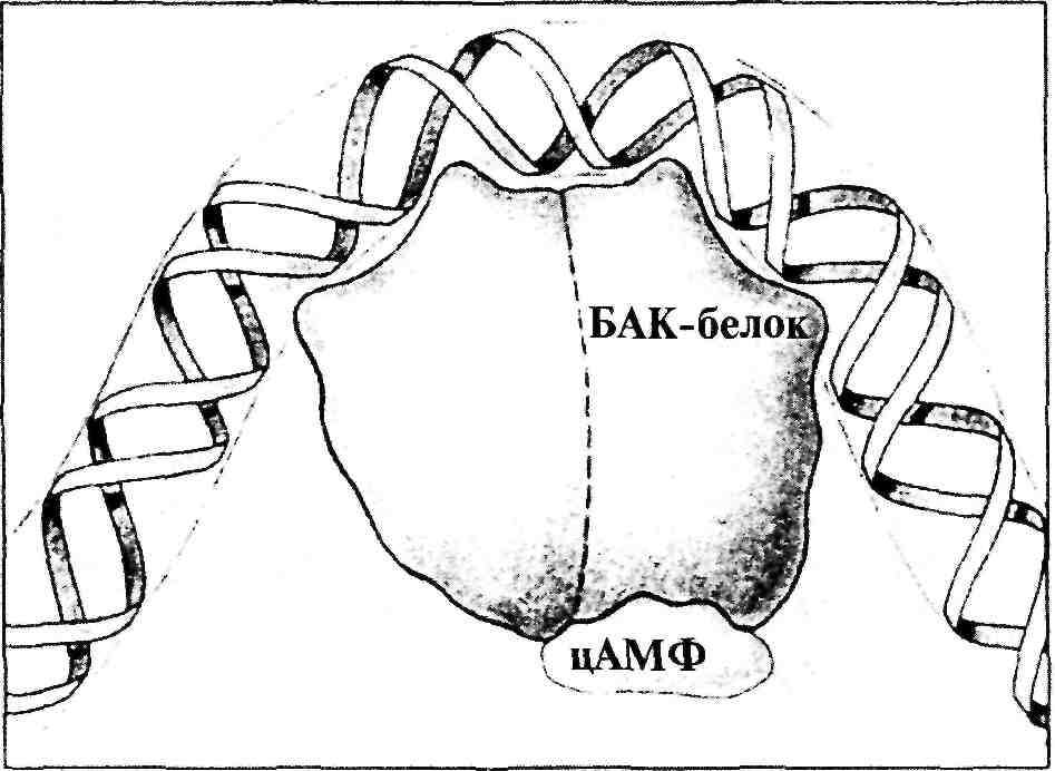 Рис 2. Схематичное изображение БАК и ДНК.