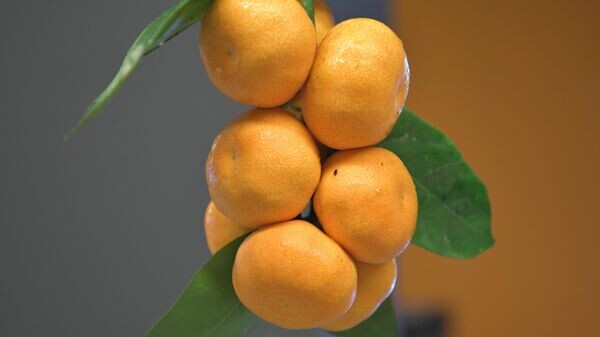    © Sputnik / Акоп Кущян