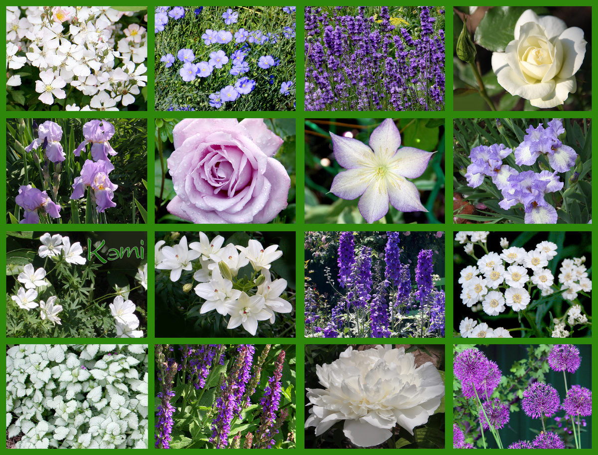 Многолетники для солнечных мест в небесных тонах. Розы, лаванда, дельфиниум, ирисы, пионы, луки, тысячелистники, яснотки, шалфеи, лен.