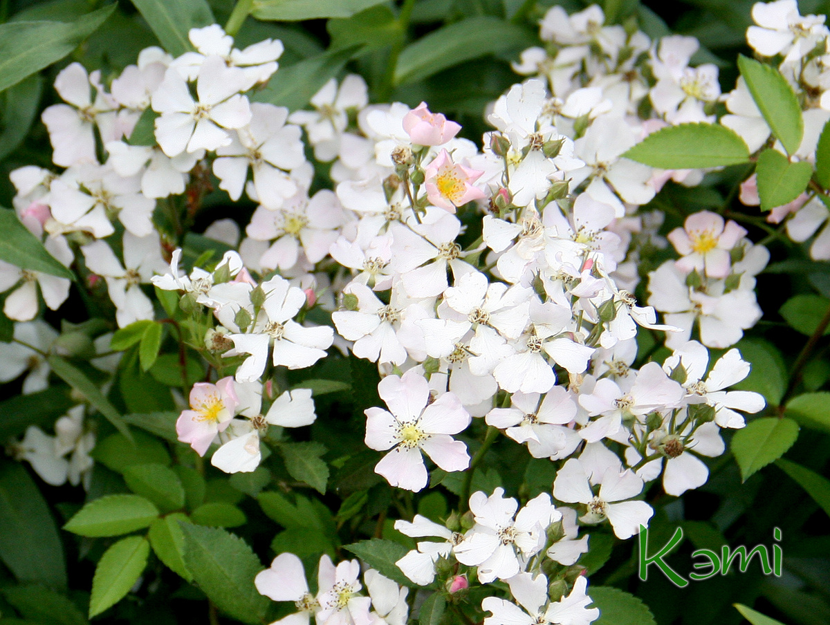 Мини розочки "Крылья Ангелов" зацветают рано. 6 июня.