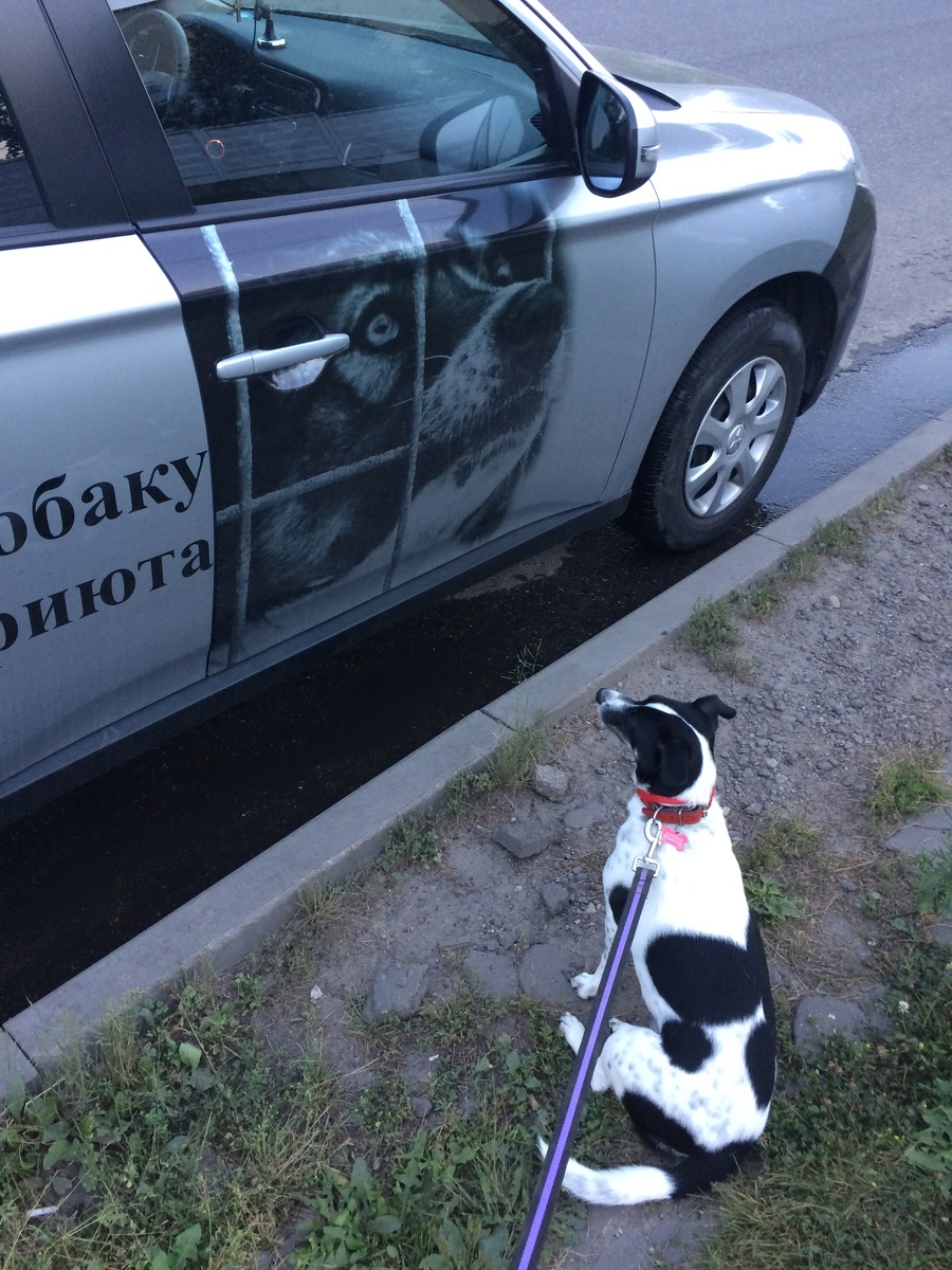 Это первая фотография моей собаки около нашего приюта, откуда я забрала ее на передержку. Как оказалось впоследствии, домой.