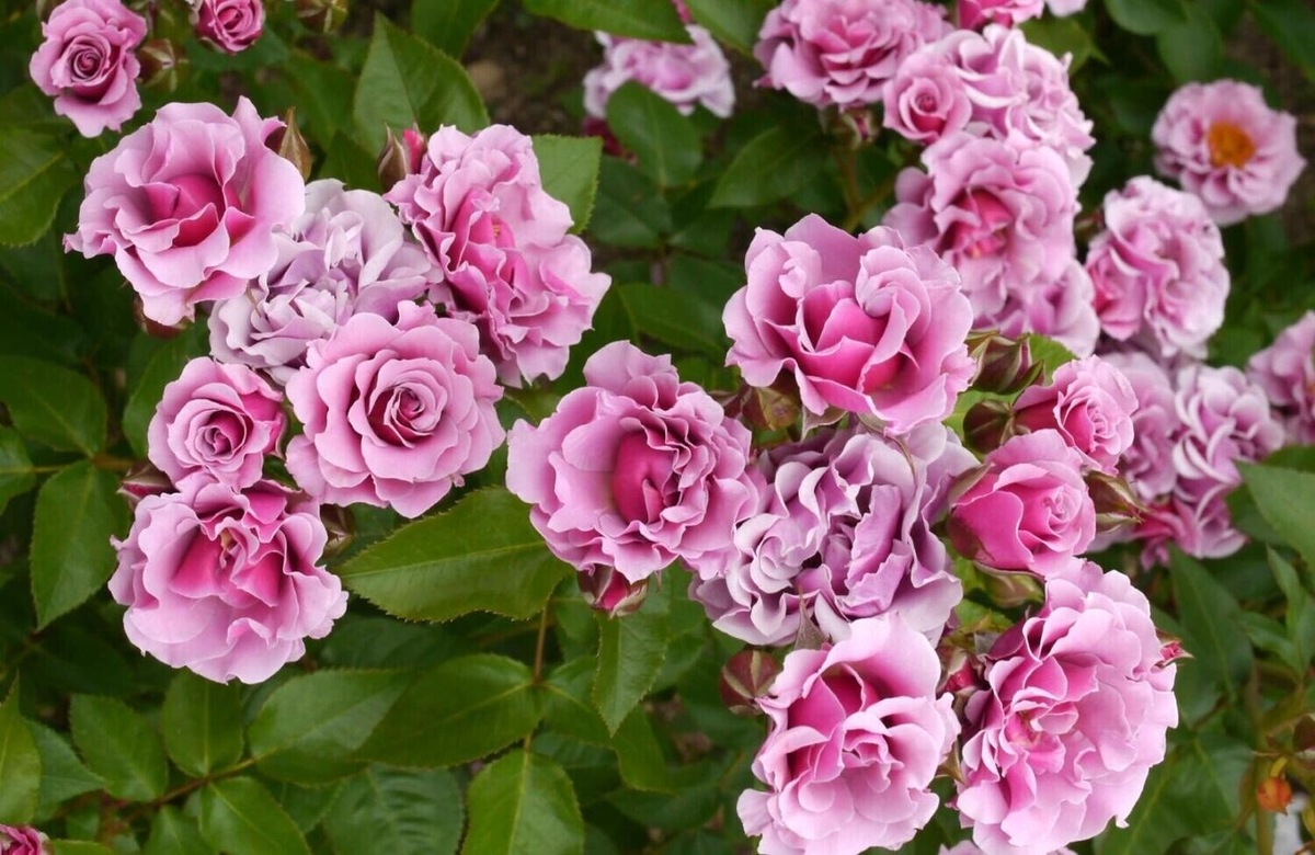 Santa Barbara, Frank Bart Schuurman, Новая Зеландия, 2013,срезочные (флорибунда)