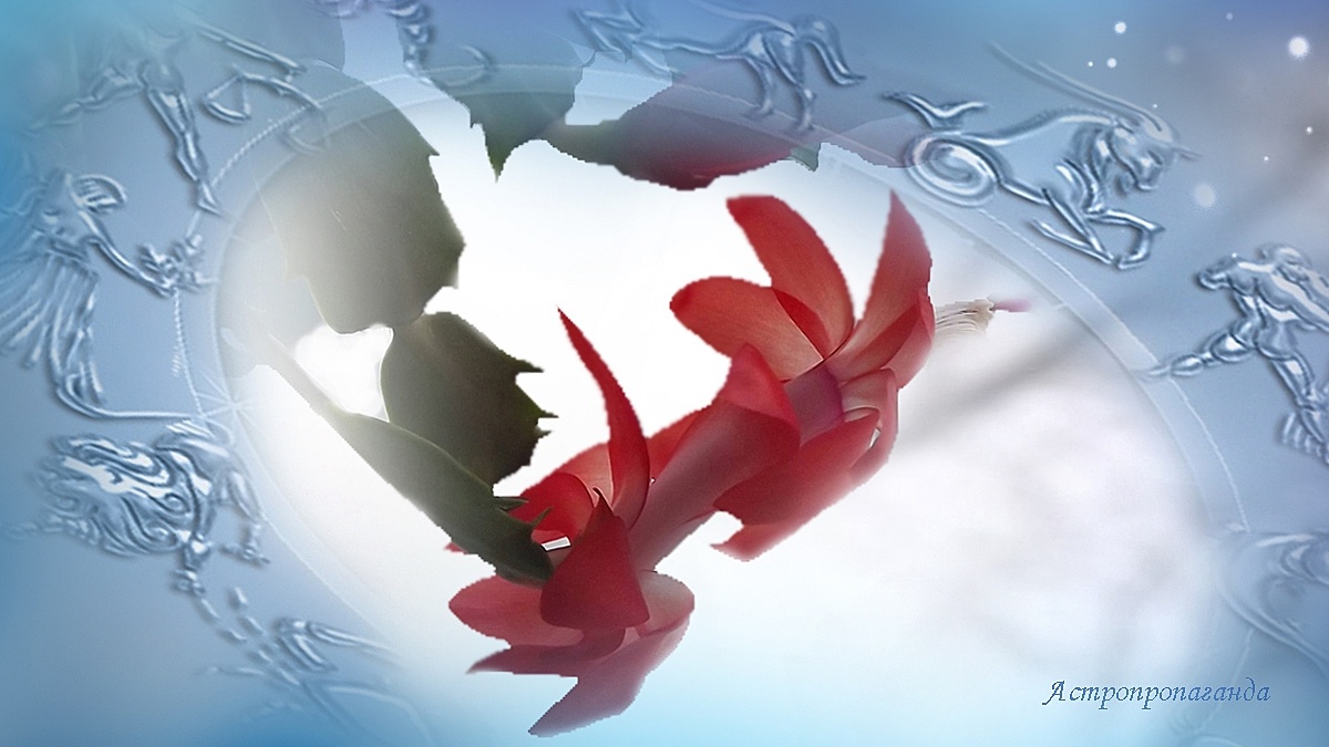 Гороскоп с 23 по 29 декабря 2024: то борьба, то капризы. 