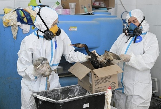    Волонтеры отмывают от мазута птиц, пострадавших от разлива нефтепродуктов