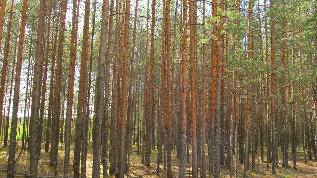 фото авторское