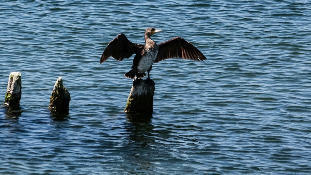    Фото: Roman Denisov/Globallookpress