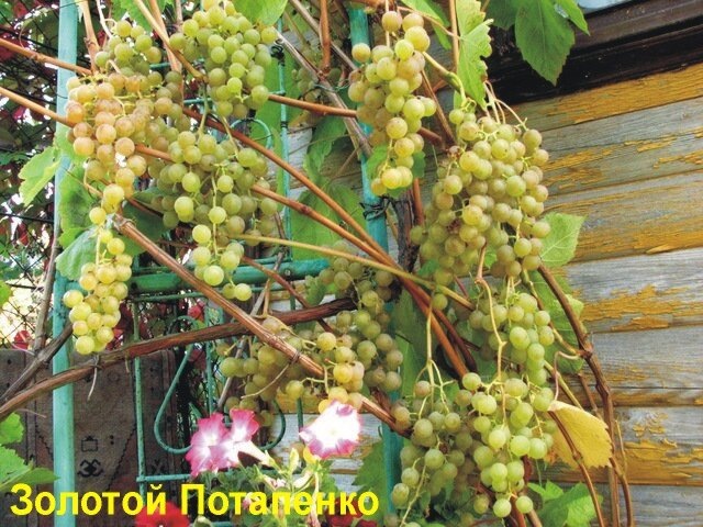 Фото Е.Родимина.