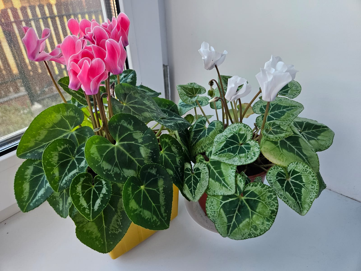 Северный подоконник - идеальное для них место