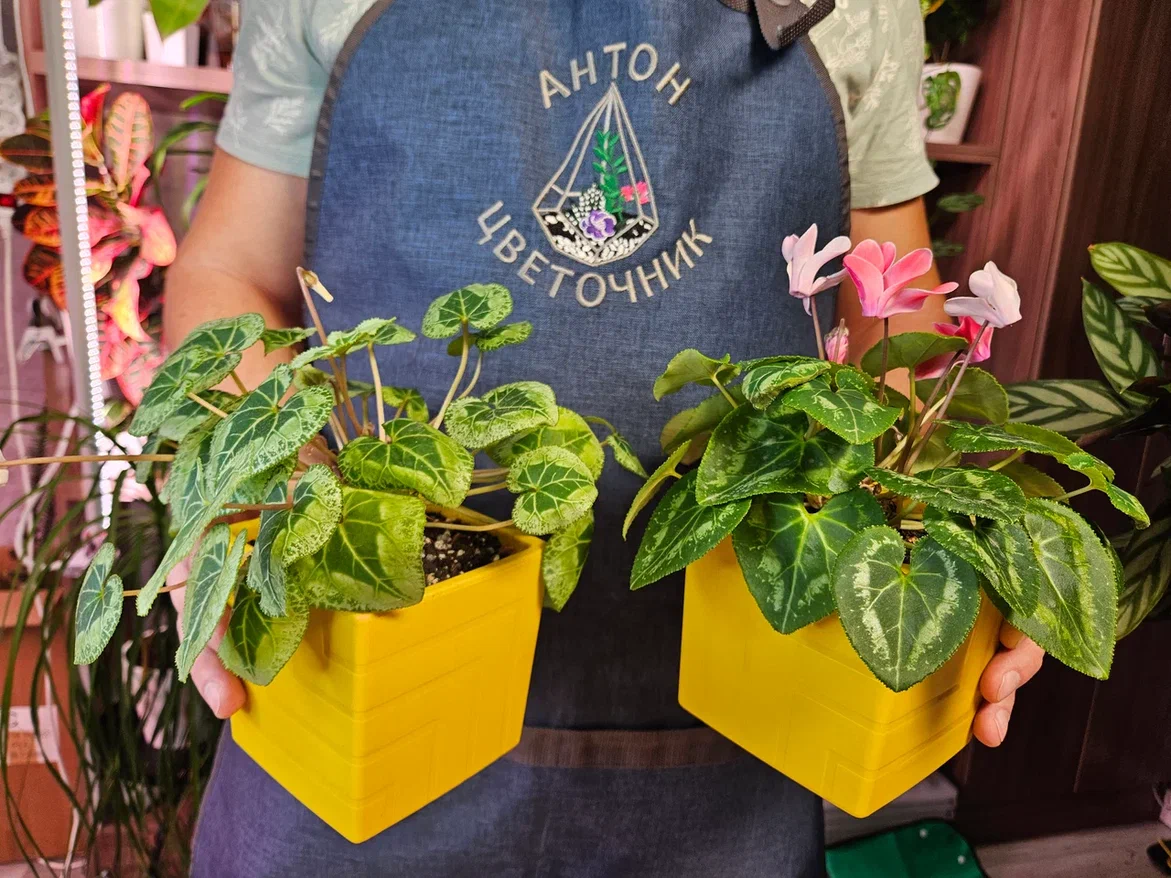 Два моих неприхотливых красавца