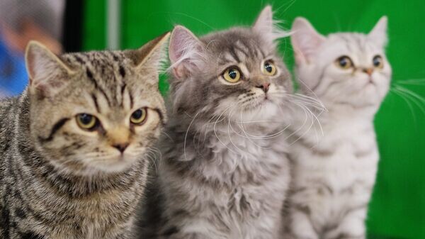    © Sputnik / Наталья Селиверстова