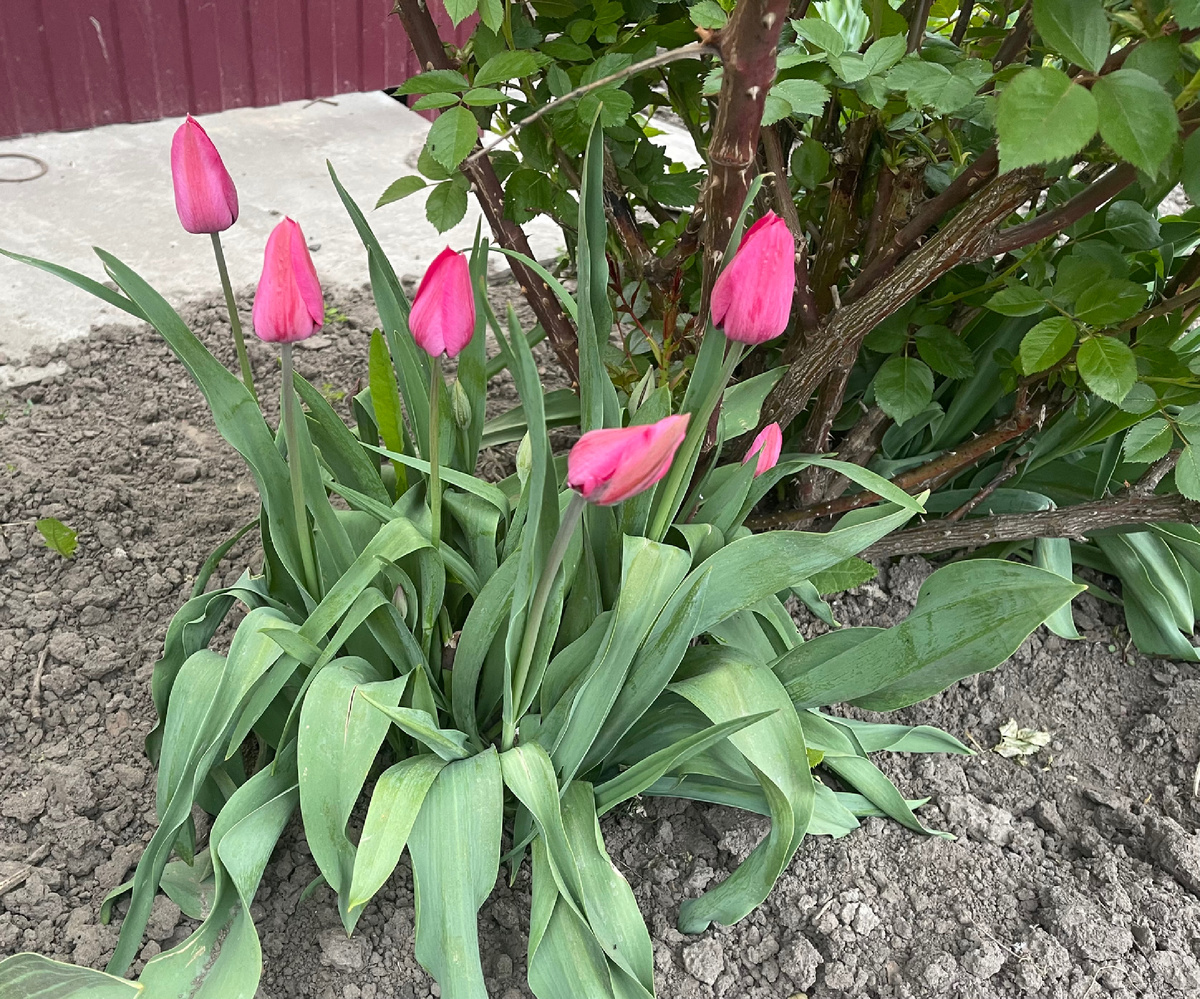 Поздние тюльпаны