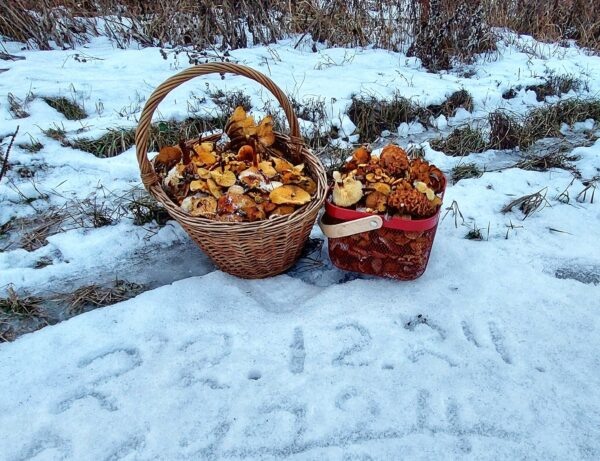    Фото: Грибники Подмосковья. Василий Потапов. vk.com