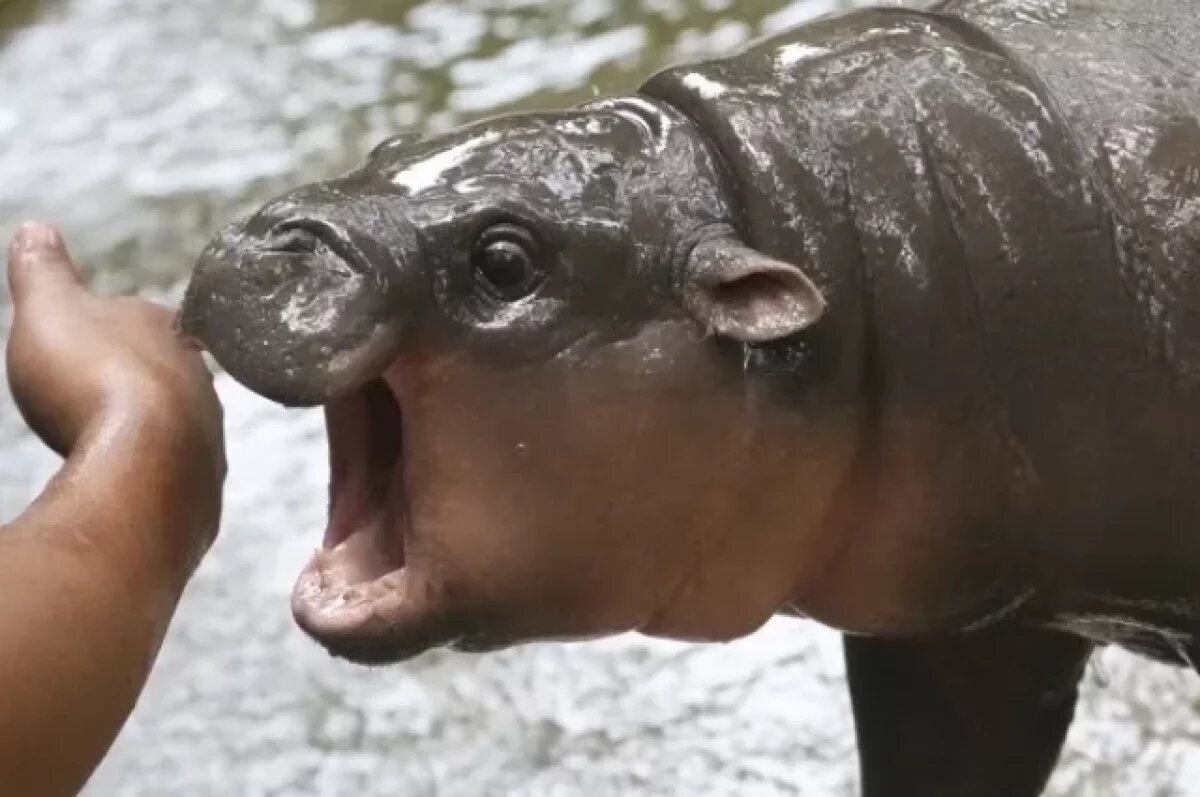    Соцсеть X назвала детеныша карликового бегемота Му Денг лучшим мемом года