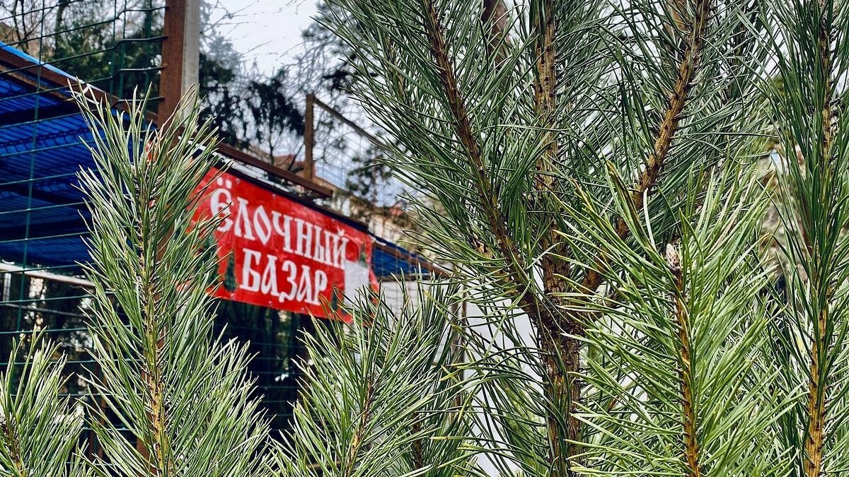    Фото: телеканал «Краснодар»