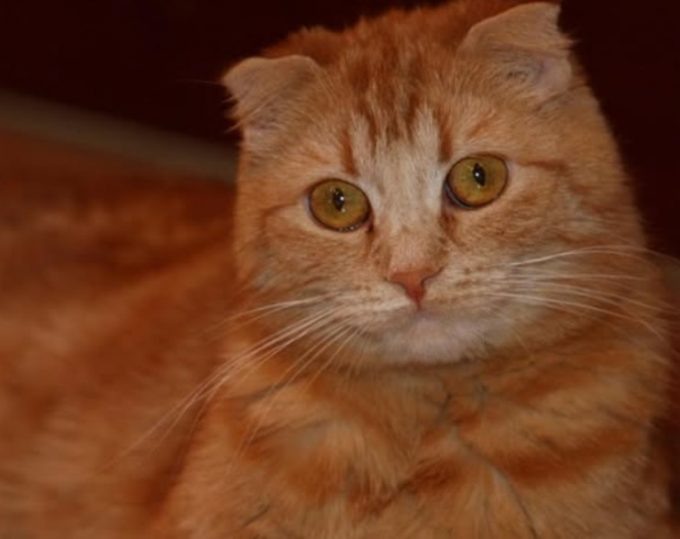  Кошка Мася / @yuryantonov_official, соцсети