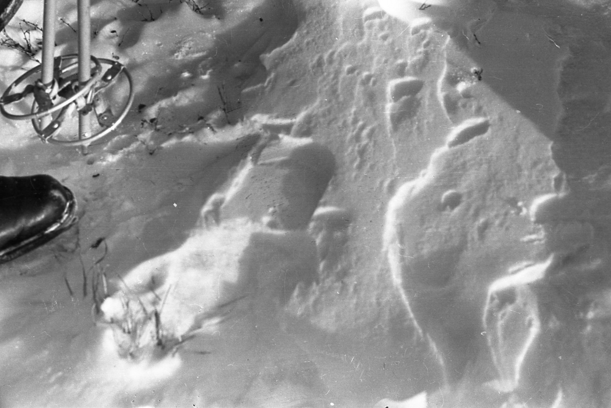 Там пучок травы . Из открытого доступа.