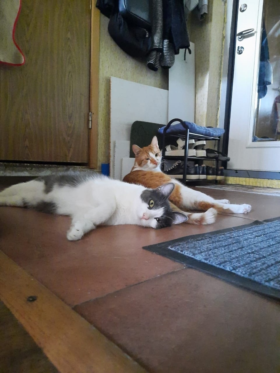 Рыжий не наш;)