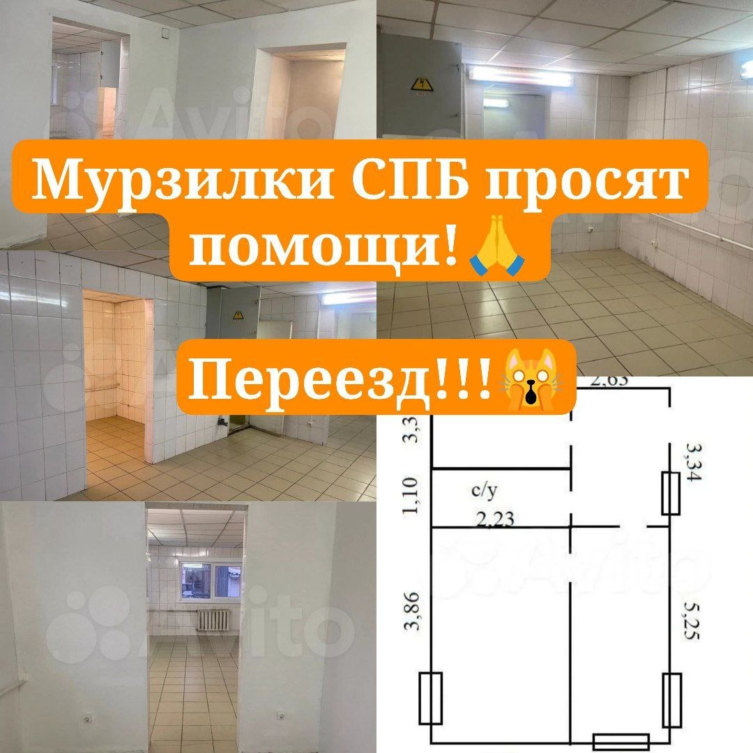 Приюту быть!