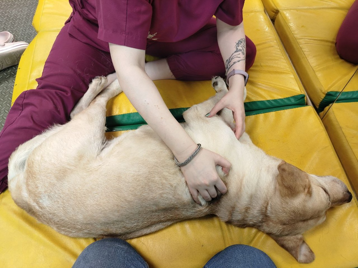 23 декабря Герда на приёме у остеопата 