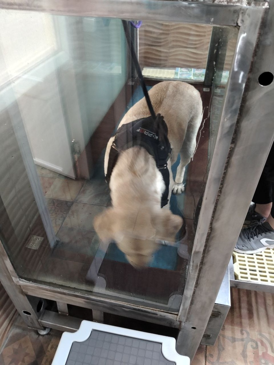 Герда лабрадор, 23 декабря 2024 занятие на гидро дорожке