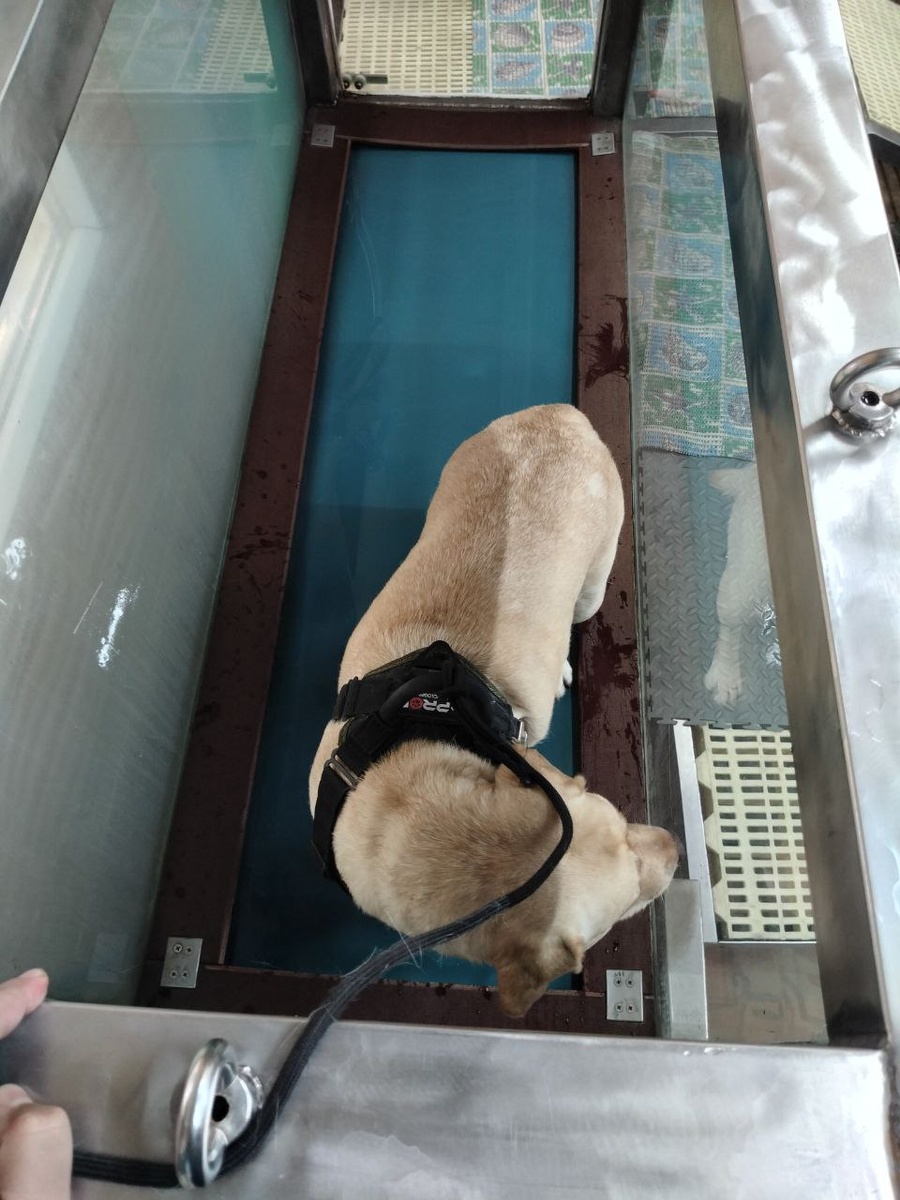 23.12.2024 Герда в реабилитационном центре на гидро-дорожке