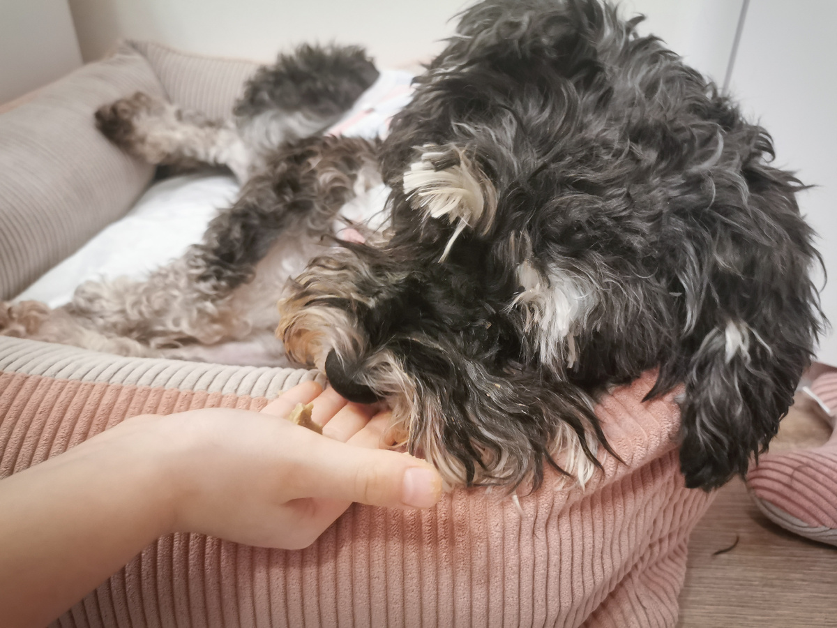 Здесь сынок её кормит - он с удовольствием ухаживал за собакой после её выписки. 