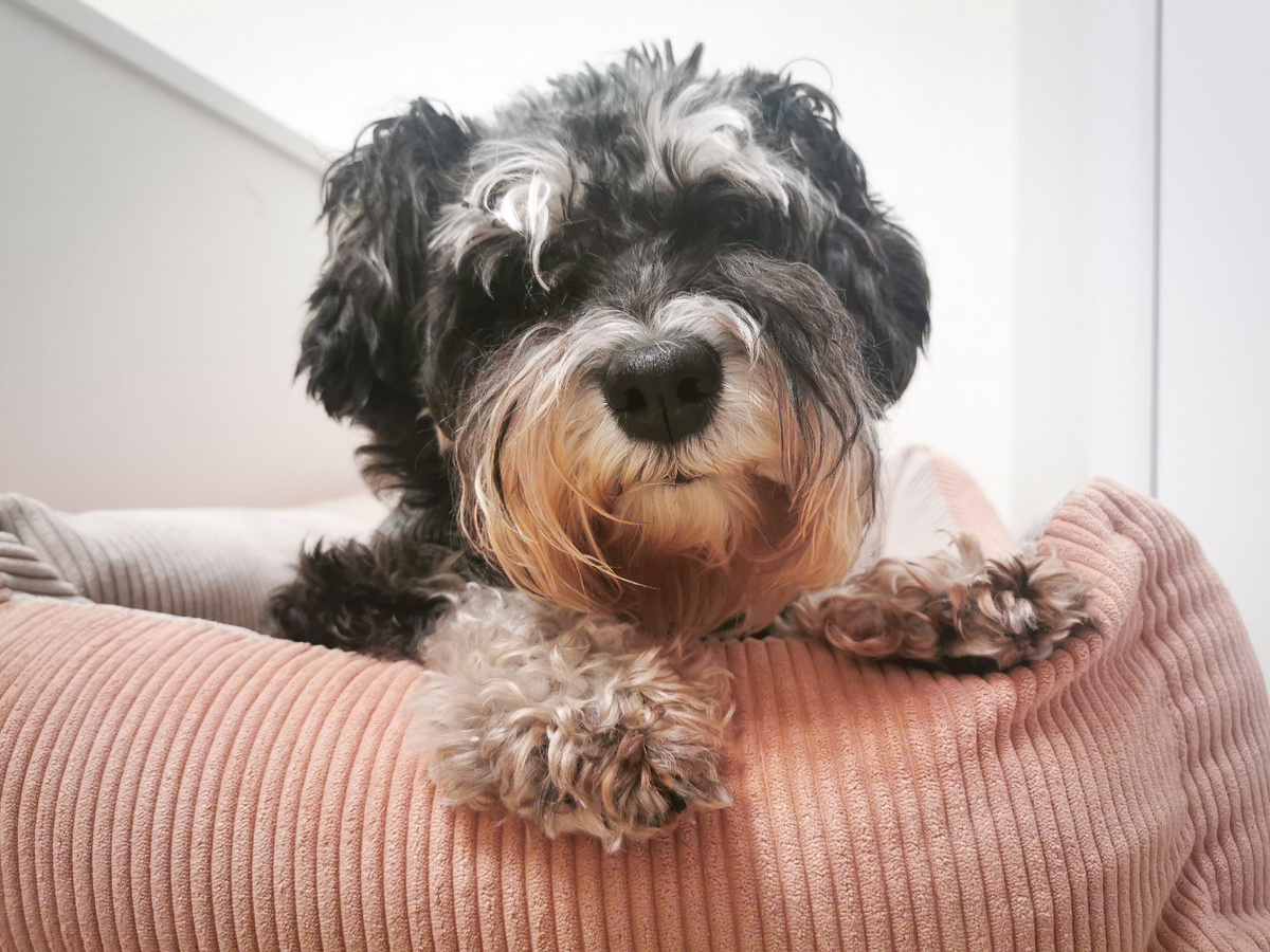 А это она в своей лежанке