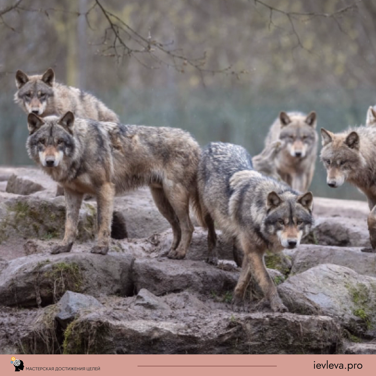 А так как убивать уже было некого, в Канаде отловили 14 особей, привезли и выпустили  в Йеллоустонский национальный парк и перестали их убивать.