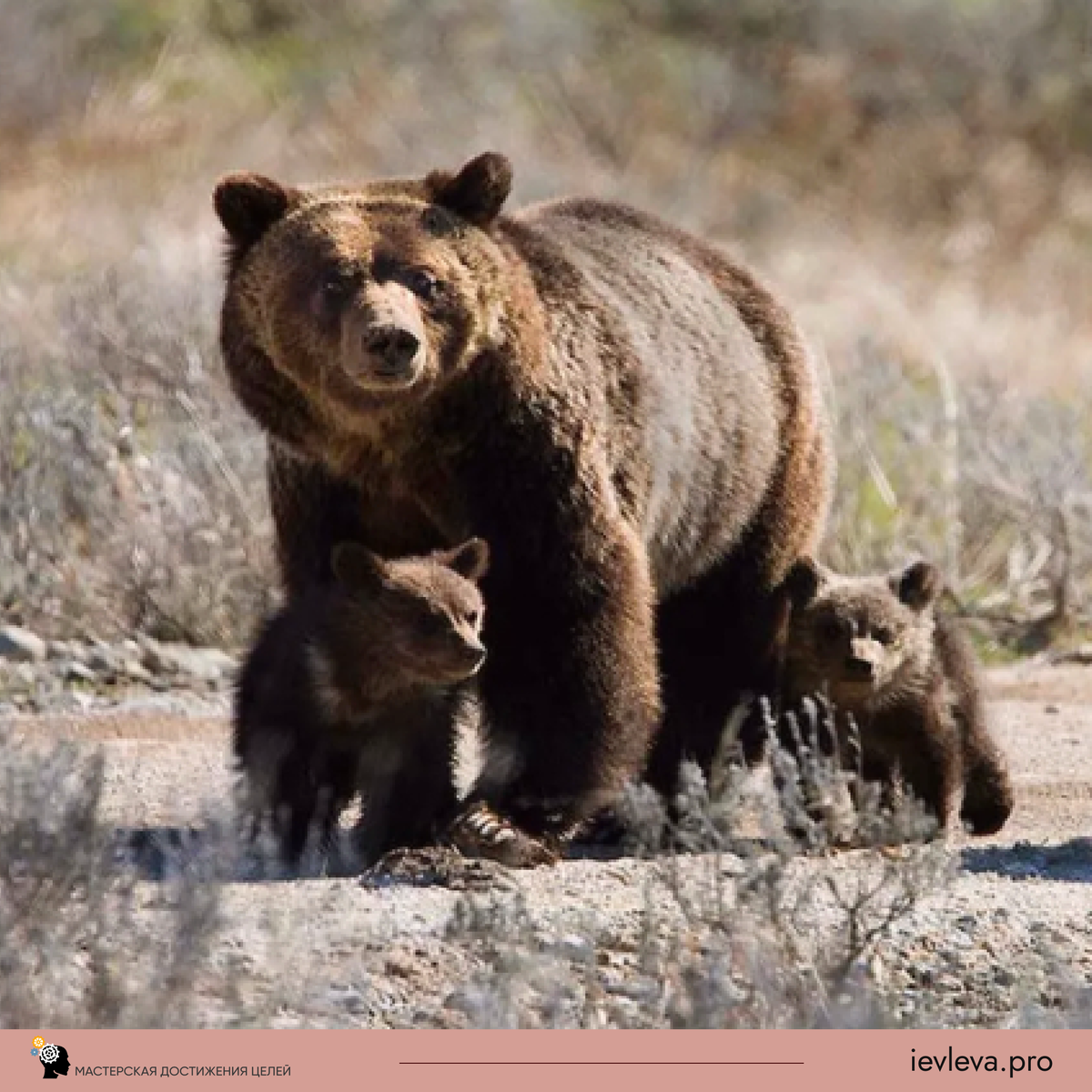 Снижение популяции лосей позволило увеличить количество ягод, что является важным источником пищи для медведей. Это улучшение питания способствовало увеличению их численности и общего здоровья популяции.