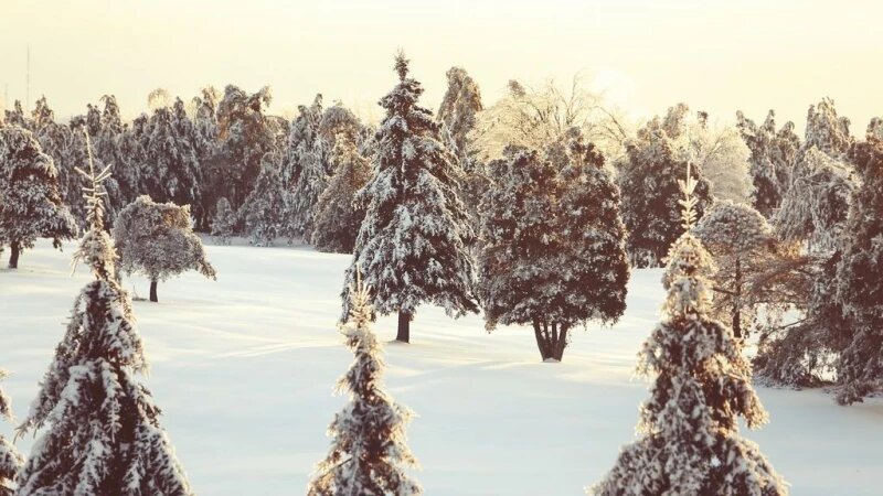     Зима. Ели в снегу. открытые источники (CC0)