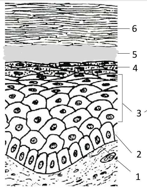 Слои кожи 6-роговой,5-блестящий,4-зернистый,3-шиповатый,2-базальный,1- БМ(базальная мембрана)