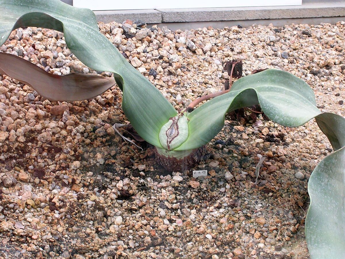 https://upload.wikimedia.org/wikipedia/commons/0/07/Botanick%C3%A1_zahrada_Liberec_%2815%29_-_Welwitschia_mirabilis.jpg