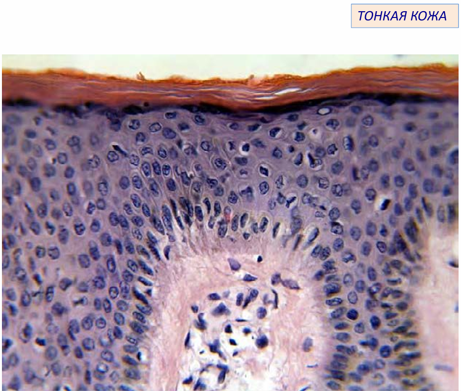 гистология тонкой кожи