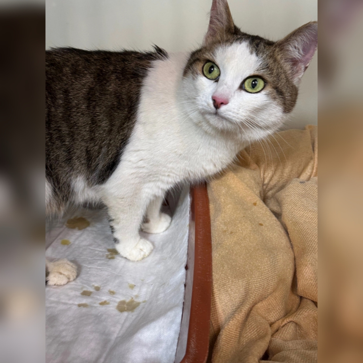 Латте нашли на улице.