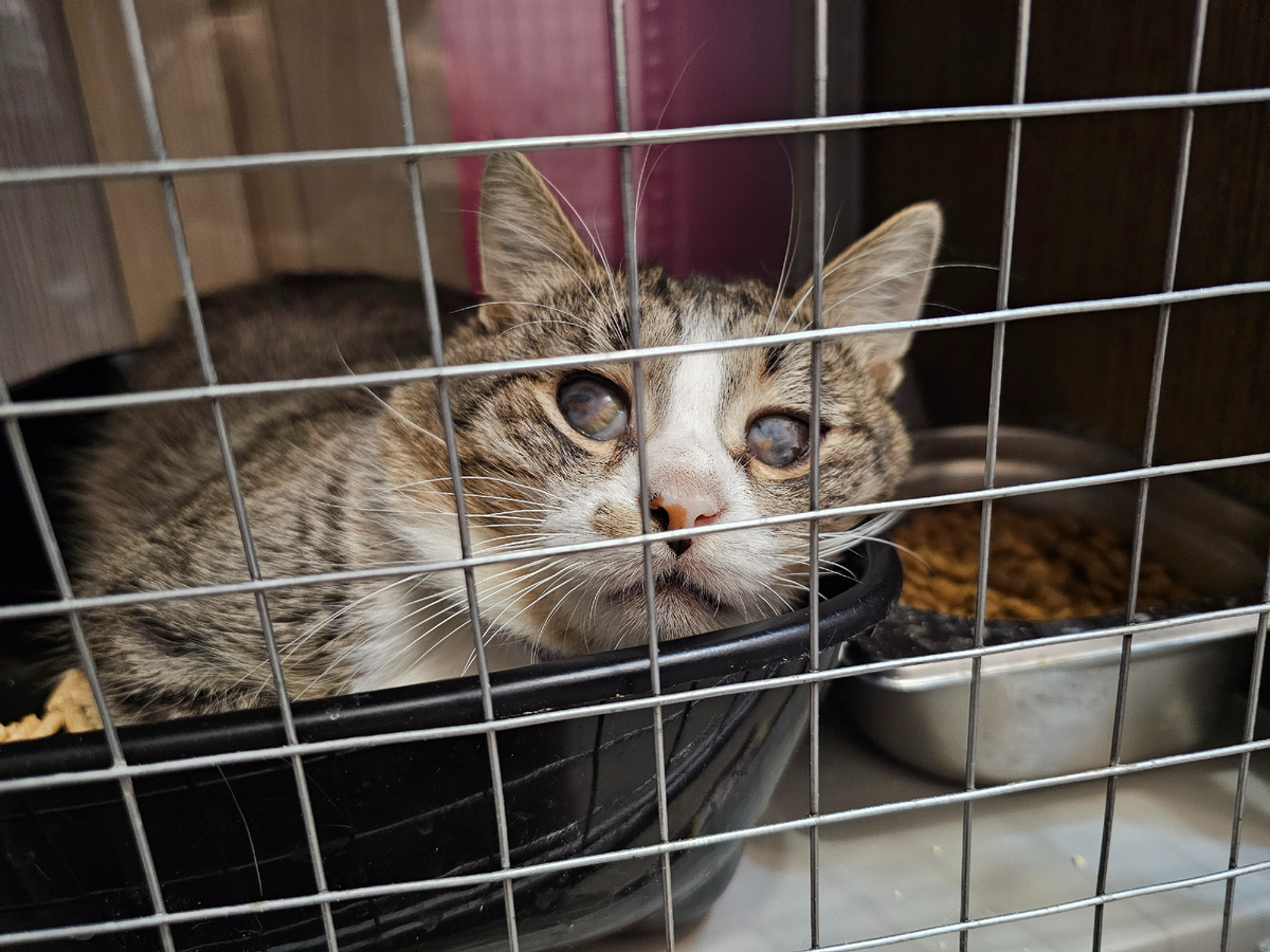 Фото автора. Арашик.